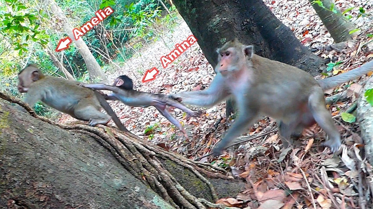 Baby Amina hugs her sister Amelia tightly while Anna worried about Fall down and rescued in time