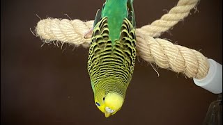 Budgie Learns to Do a Flip on Her Rope Boing on Command