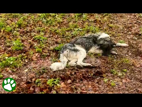 Videó: Megmentők észrevették, hogy elhagyott kutya furcsán cselekedett, amíg látta, mi volt a veranda alatt