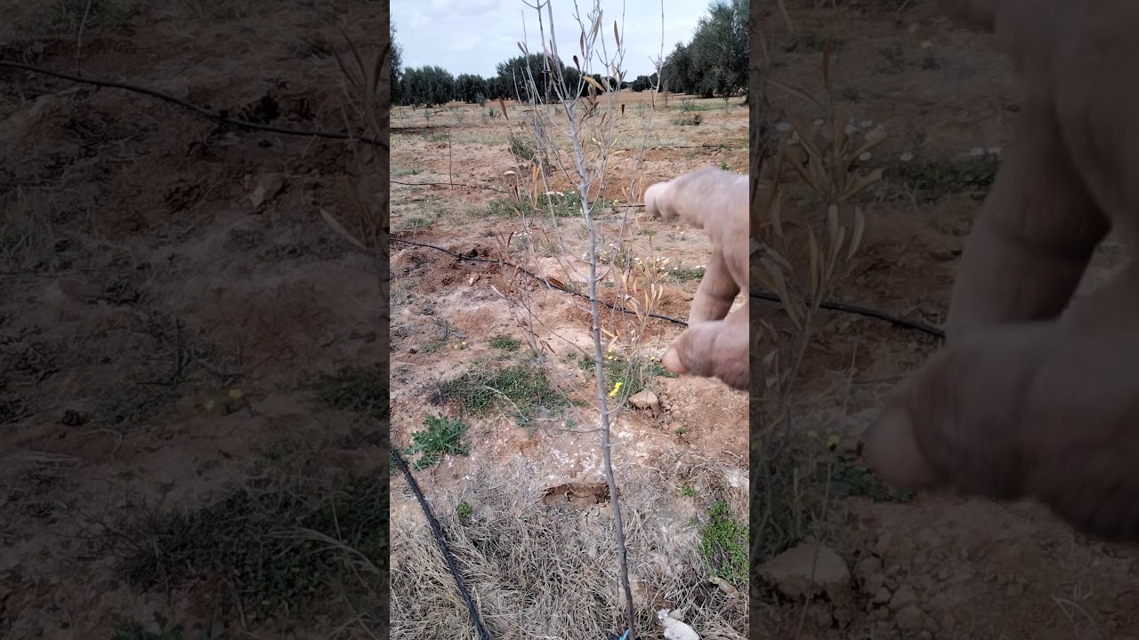 نجاح شتلات الترقيد الهوائي للزيتون