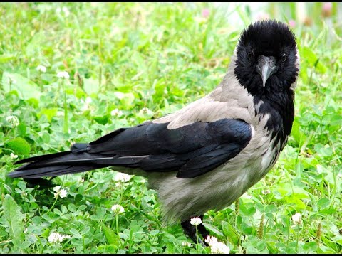 Ходовая охота на Ворон  Crow Hunting 2022. Кроухантинг.  177 Calibr Охота на ворон с пневматикой
