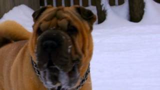 My Love, The Monsta & Petunia