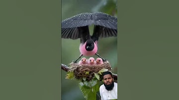 #birds #birdsounds #beautiful #egzonibrahimi #quran #shots #nature #سورة_الإخلاص