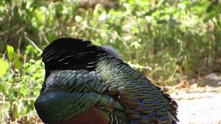 Ocellated Turkey  - Meleagris ocellata