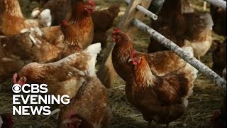 Bird flu outbreak ravages poultry farms across U.S.