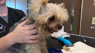 No one would touch my dog. Aggressive matted dog grooming by Size Matters Dog Grooming 796 views 1 year ago 3 minutes, 38 seconds