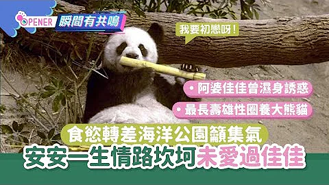 熊猫安安无食欲海洋公园吁集气　7件事揭「情路坎坷」从不爱佳佳 - 天天要闻
