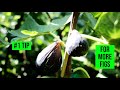 My 1 tip for fig trees