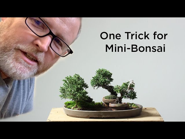 Bonsaify | One Mame Trick to Rule Them All class=