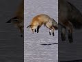 foxes are just cats but with ADHD