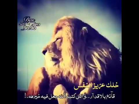 قولي لهم يا جود ما عاد به جود الاسد يبقى اسد