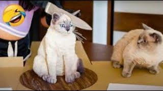 Best Funny Animal Videos 😺 - Funniest Dogs And Cats Videos 2022 🤣😂 #Shorts