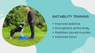 Canine Conditioning Fitness  Do More With Your Dog  Rory the Quirky Border Collie
