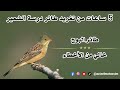 5 ساعات من تغريد طائرالبوح روعة ماشاء الله درسة الشعير  