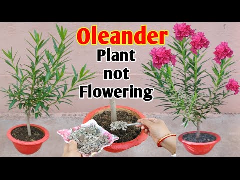 Video: Reasons for Oleander Not Blooming - How To Get Oleander Flowers