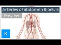 Arteries of the abdomen and pelvis (preview) - Human Anatomy | Kenhub