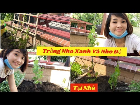 Video: Trồng Nho đỏ