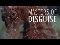Masters of Disguise | Seahorse, Scorpionfish & Orangutan Crab | Love Nature