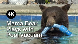 Mama Bear (w/2 cubs) Plays with Pool Vacuum