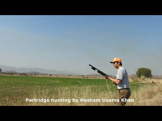 Partridge hunting in Pakistan class=