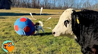 Cow And Dog Play Soccer Together But No One Imagined They’d Get Along | Cuddle Buddies