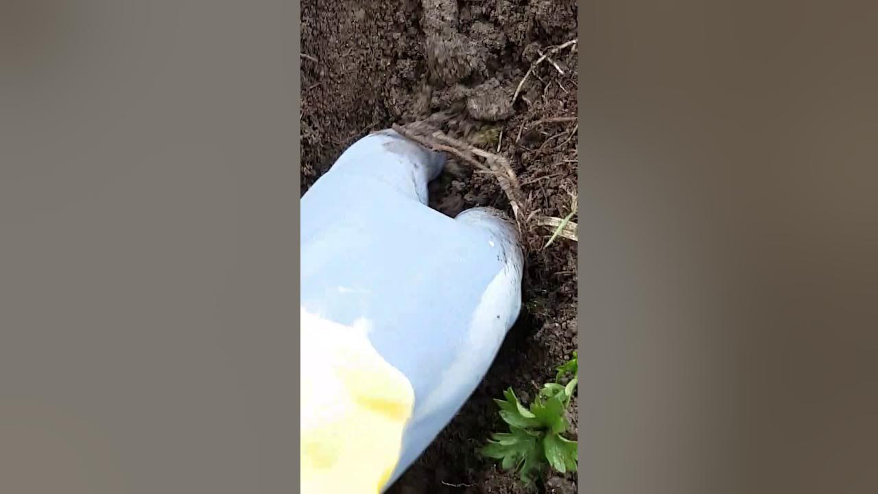 Конструкция электро кротоловки. - YouTube