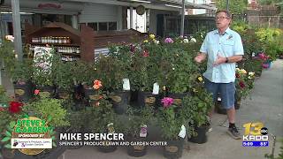 Steves Garden: How basil can save your garden from pests