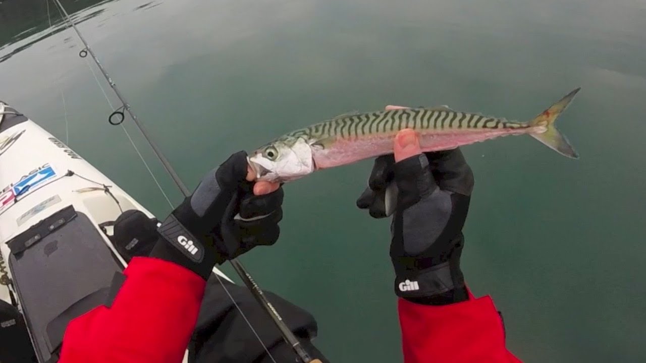 Cornwall Kayak Fishing for Fal Estuary Mackerel + Stalker Seal 28.01.23