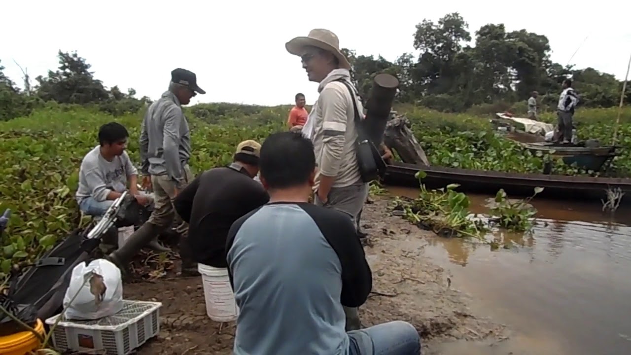 Barabai TV - Ch 23 UHF - Maunjun (memancing) Papuyu Ganal di Jenamas (KalTeng)