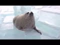 seal slap