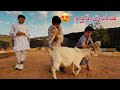الماعز القزم جابت توم اناثي