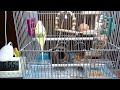 セキセイインコたまちゃんCH。本日のたまぽん産卵抱卵するインコ。ココヤシの家。ライブ配信。チャンネル登録よろしく！2020/08/19:am