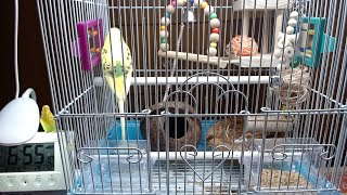 セキセイインコたまちゃんCH。本日のたまぽん産卵抱卵するインコ。ココヤシの家。ライブ配信。チャンネル登録よろしく！2020/08/19:am