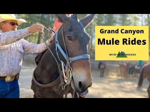 What to know about mule rides at the Grand Canyon [north &amp; south rims, booking, what to expect]