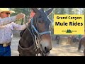 What to know about mule rides at the Grand Canyon [north & south rims, booking, what to expect]