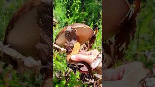 Foraging Porcini Mushrooms 🍄❤🍄 #fungi #boletus #грибы