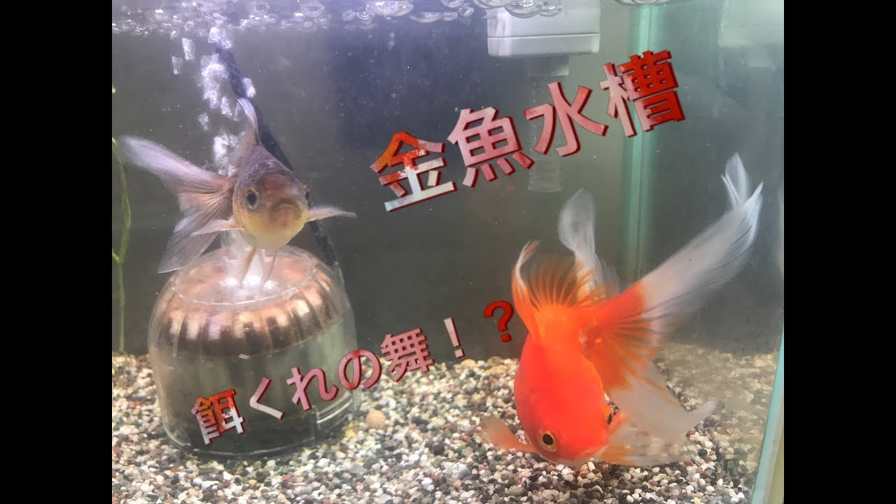 アクアリウム 金魚水槽 エサやり風景 Youtube アクアリウム 金魚水槽 エサやり風景 Youtube