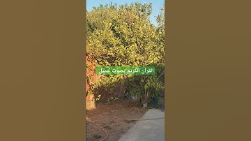 القرآن الكريم بصوت جميل #قرآن #اكسبلور #تيك_توك #لايك #ترند #في #quran