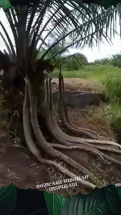 Panen Ular di kebun sawit #shorts #panen #sawit #ular