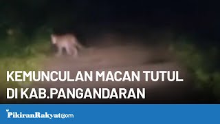 Detik-detik Kemunculan Macan Tutul di Kabupaten Pangandaran, Jawa Barat