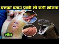 इसका काटा पानी भी नहीं मांगता | Most Venomous Snakes | Most Dangerous Snakes | animals