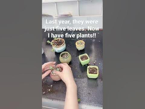 Lovely rose succulent propagation after one year! - YouTube