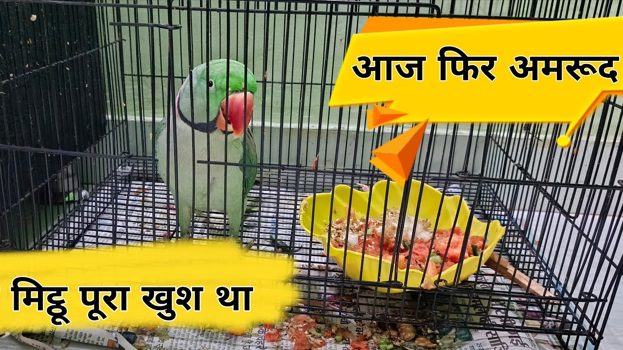 मिट्ठू आज हैप्पी था | Full Enjoy Mithu With Family | Taking parrot🦜