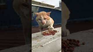 محبين القطط poor cat ????