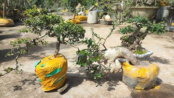 Sáng 5.12 Zalo 0359540980 gl cây cảnh các loại giá rẻ bao síp toàn quốc 