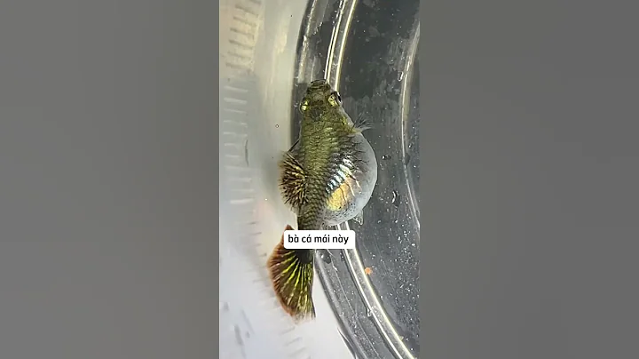 Em cá bảy màu độc lạ và cái kết buồn#guppy #ca7mau #cabaymau #nhacabaymau