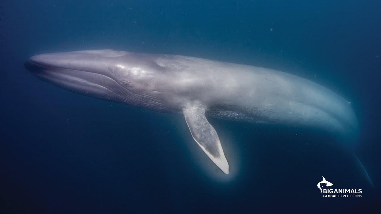 Swim with Blue Whales, the Largest Animals to Ever Live