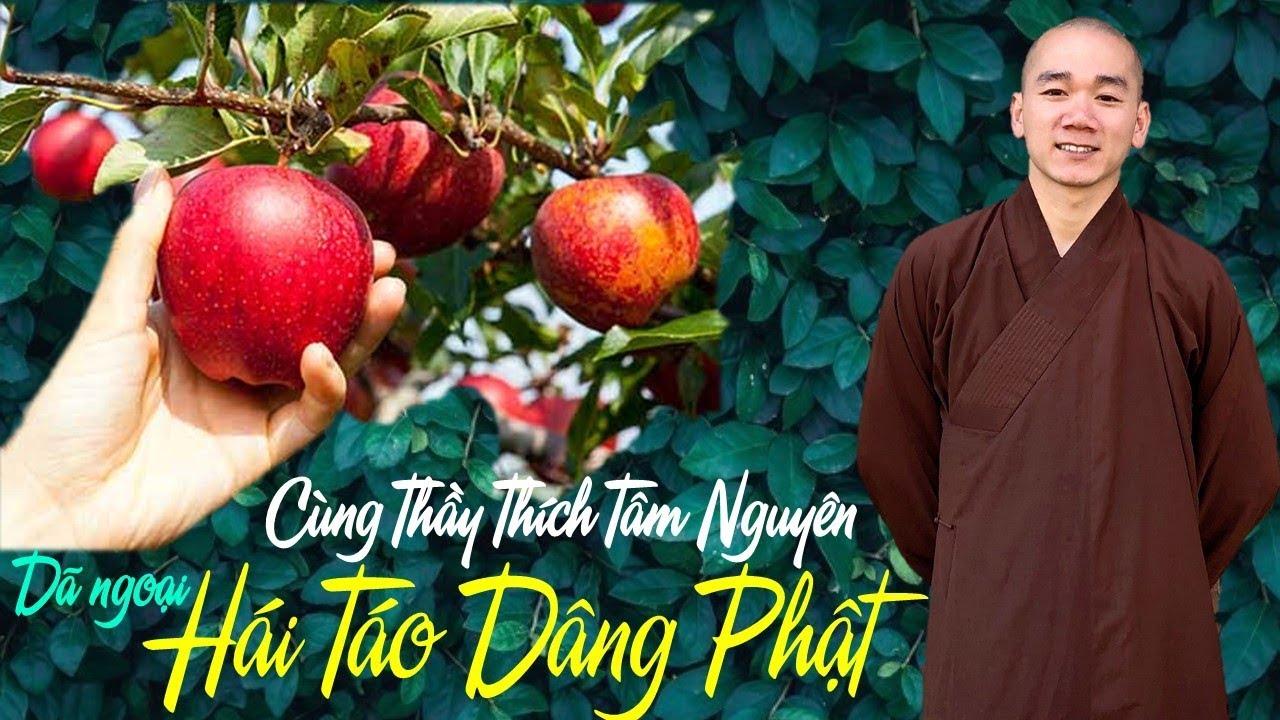 Cùng thầy Tâm Nguyên đi hái táo Cùng thầy Tâm Nguyên đi hái táo