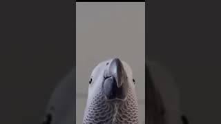 Bird making samsung sounds