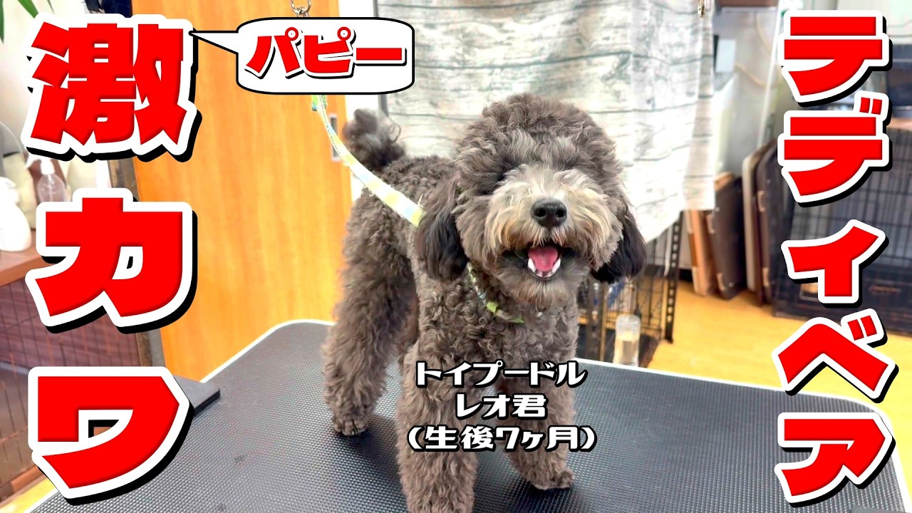 生後7ヶ月パピー】テディで激カワ！トイプードル・レオ君 #toypoodle